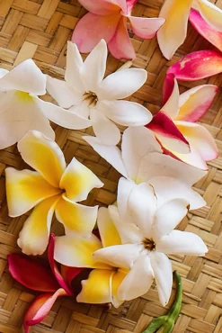 Coqui Coqui Huile de Bain Bath Oil - Fleurs De Iles